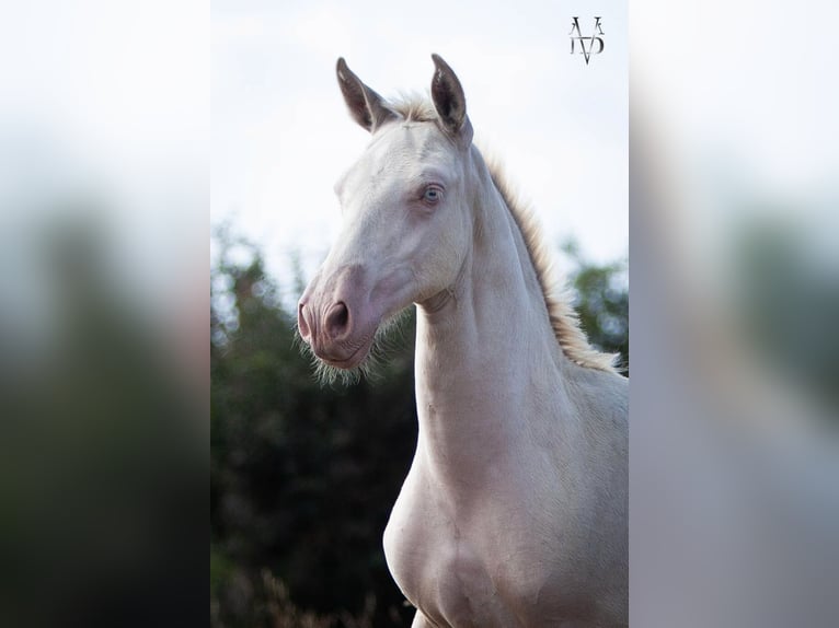 PRE Hengst Veulen (01/2026) 165 cm Perlino in La vespière