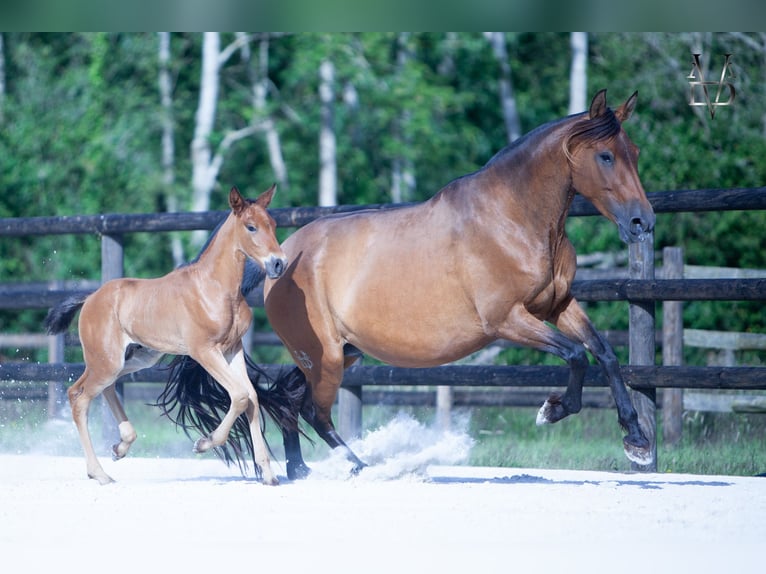 PRE Hengst Veulen (05/2026) 165 cm Roodbruin in La Vespière