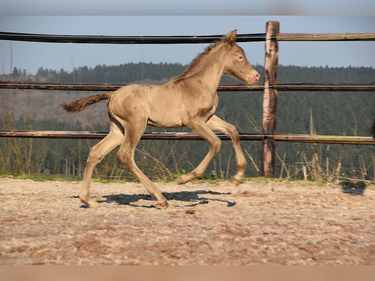 PRE Hengst Veulen (03/2026) 170 cm Pearl in Dochamps
