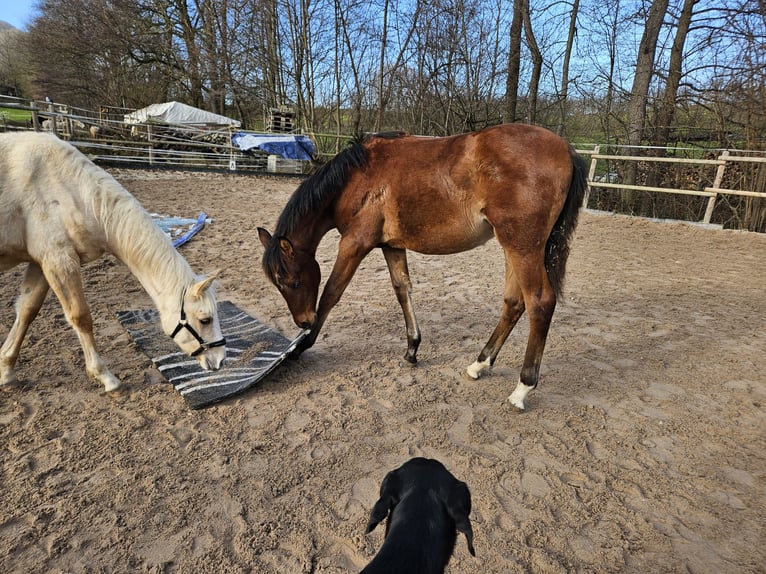 PRE Hengst  Bruin in Neuffen