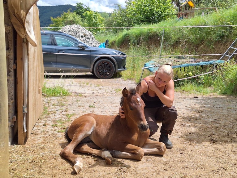 PRE Hengst veulen (05/2024) Bruin in Neuffen