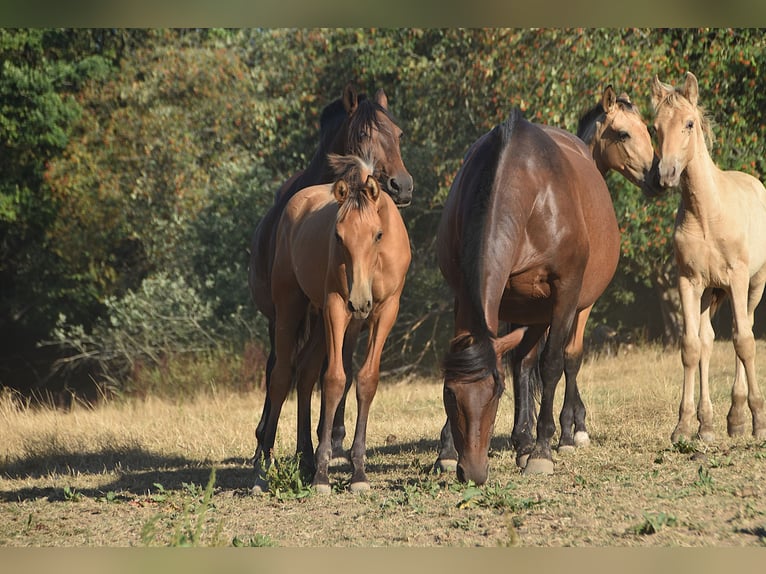 PRE Hengst Veulen (01/2026) Buckskin in Dochamps