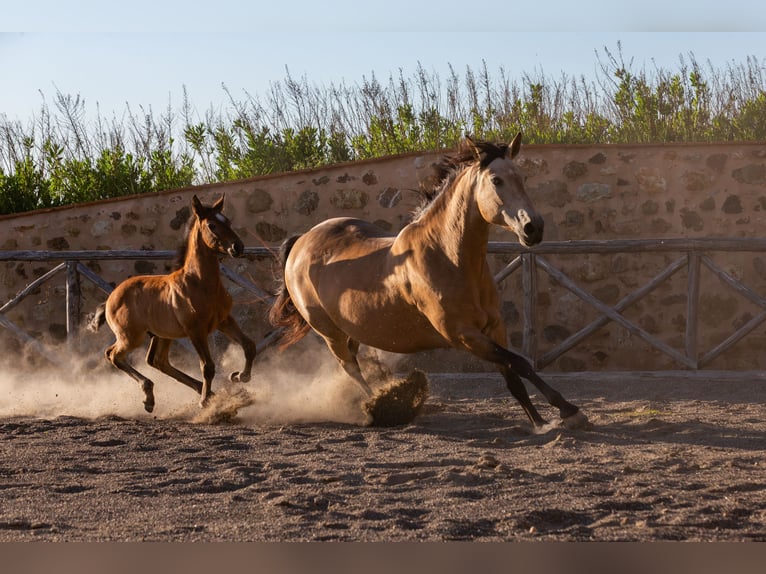 PRE Hengst Veulen (03/2026) Buckskin in Santa Caterina