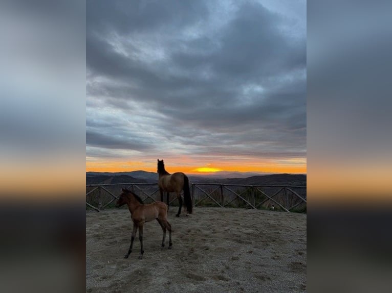 PRE Hengst Veulen (03/2026) Buckskin in Santa Caterina