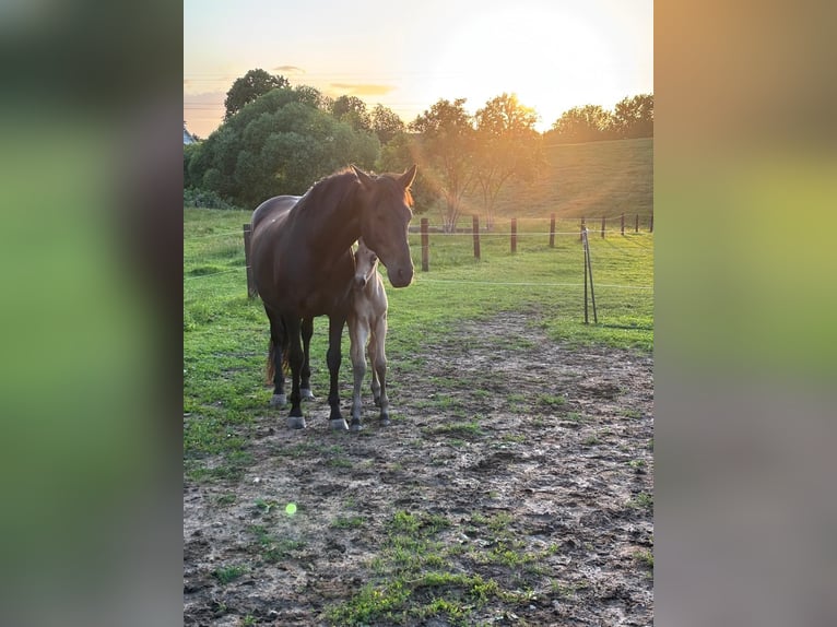PRE Hengst Veulen (06/2025) Buckskin in Gro&#xDF; Schenkenberg