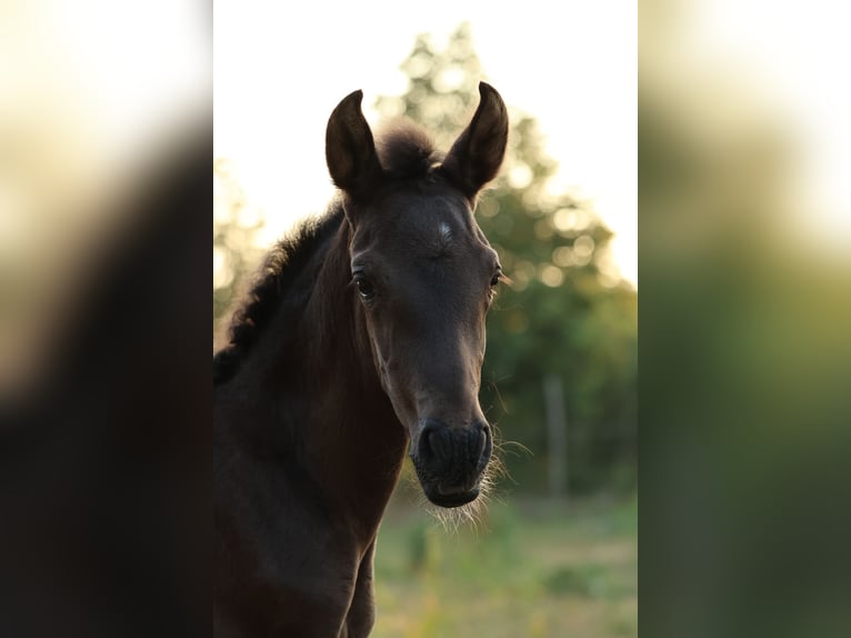 PRE Hengst Veulen (06/2026) Donkerbruin in Aartrijke