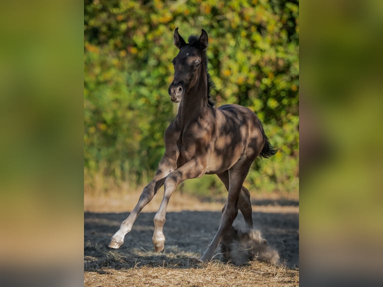 PRE Hengst Veulen (06/2026) Donkerbruin in Aartrijke