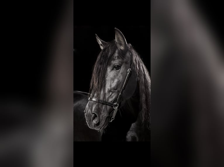 PRE Mix Hengst Veulen (06/2025) Donkerbruin in Kierspe