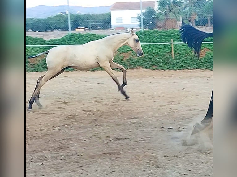 PRE Hengst veulen (04/2024) Falbe in Lorca