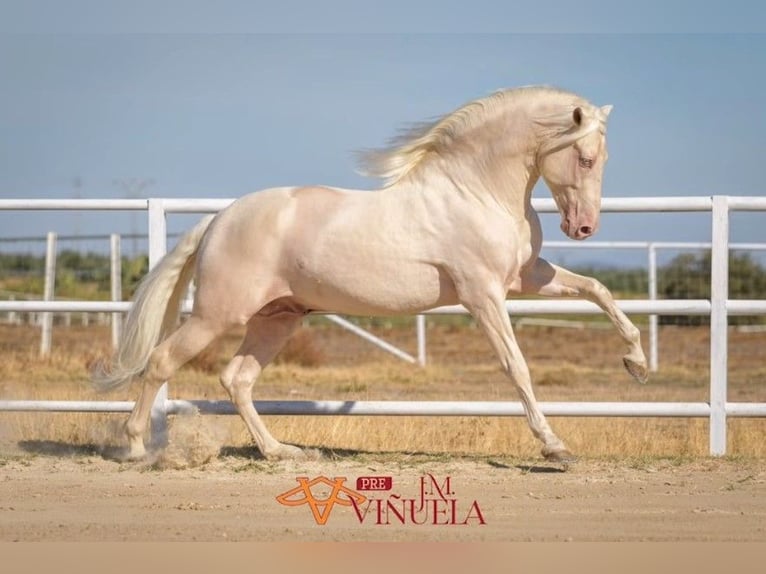 PRE Hengst veulen (04/2024) Falbe in Lorca