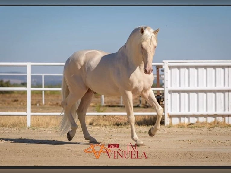 PRE Hengst veulen (04/2024) Falbe in Lorca