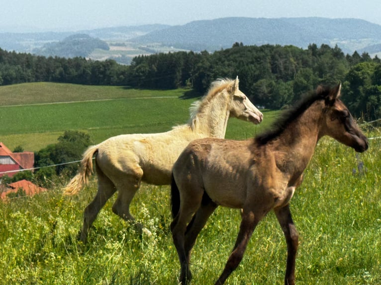 PRE Hengst Veulen (01/2026)  in Klettgau