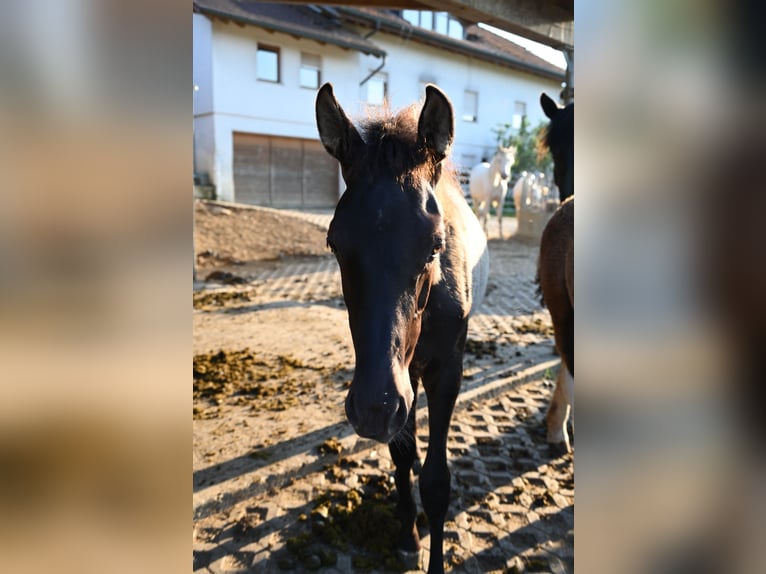 PRE Hengst Veulen (02/2026)  in Klettgau