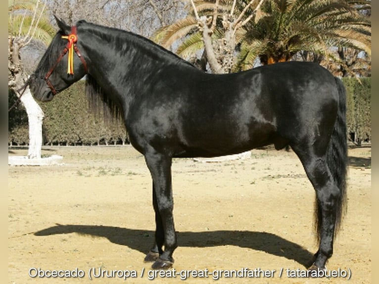 PRE Hengst Veulen (02/2025) Schimmel in Provinz Granada