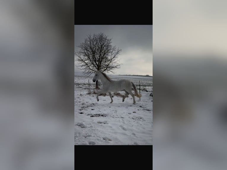 PRE Hengst Vliegenschimmel in Grossbartloff