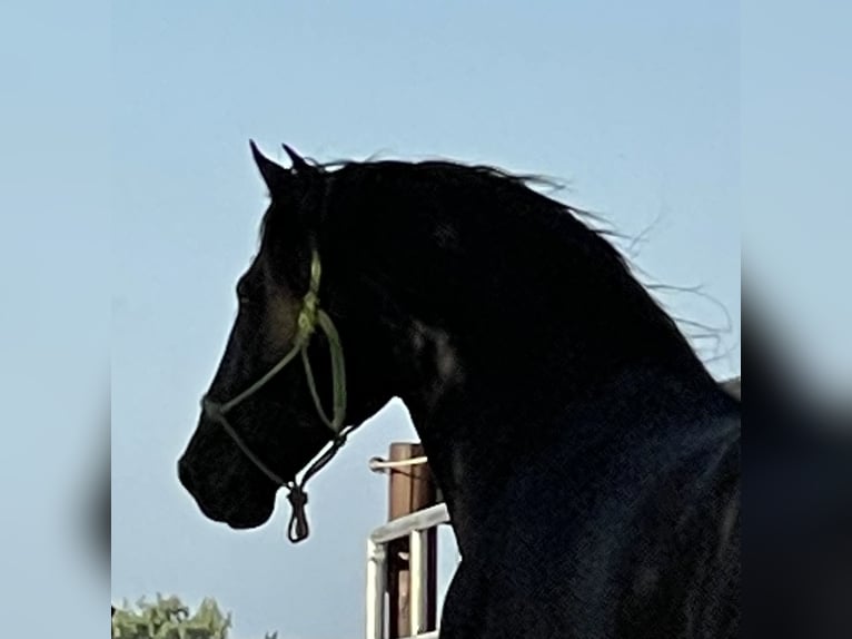 PRE Hengst in Stahnsdorf
