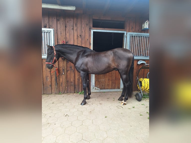 PRE Hengst Zwart in Menden