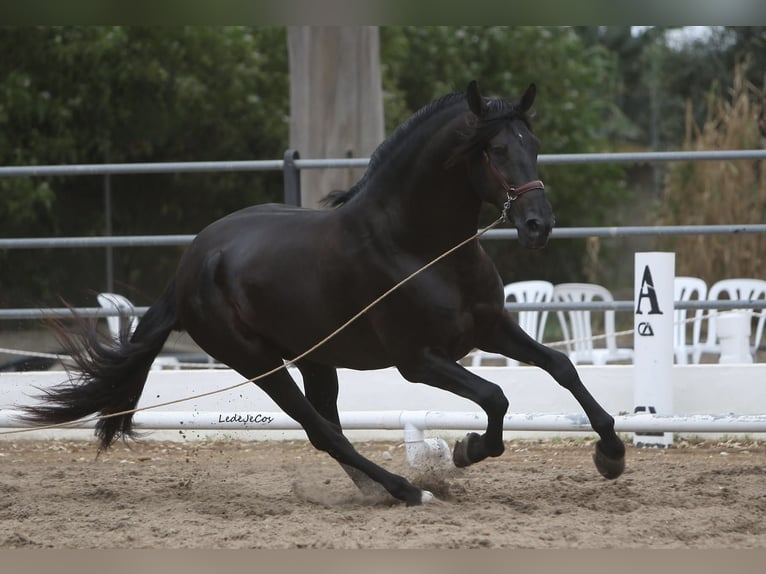 PRE Hengst Zwart in SEVILLA