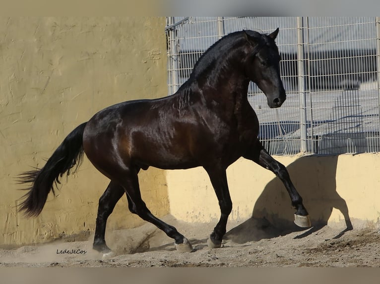 PRE Hengst Zwart in SEVILLA