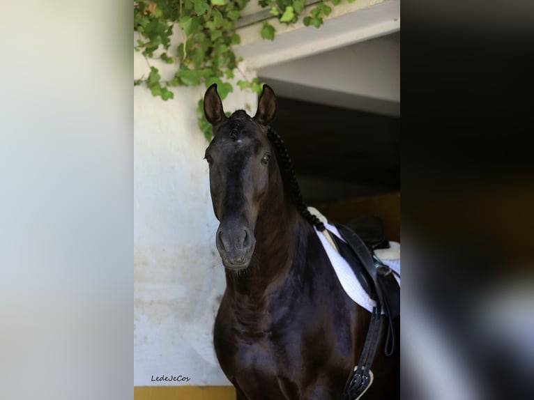 PRE Hengst Zwart in SEVILLA