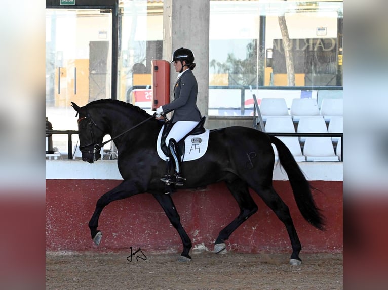 PRE Hengst Zwart in Fuentes De Andalucia