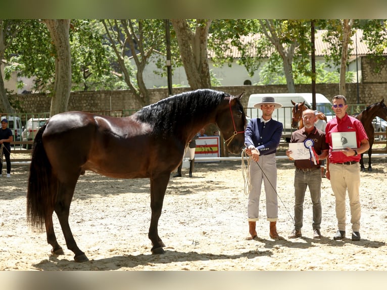 PRE Hengst Zwart in Caumont