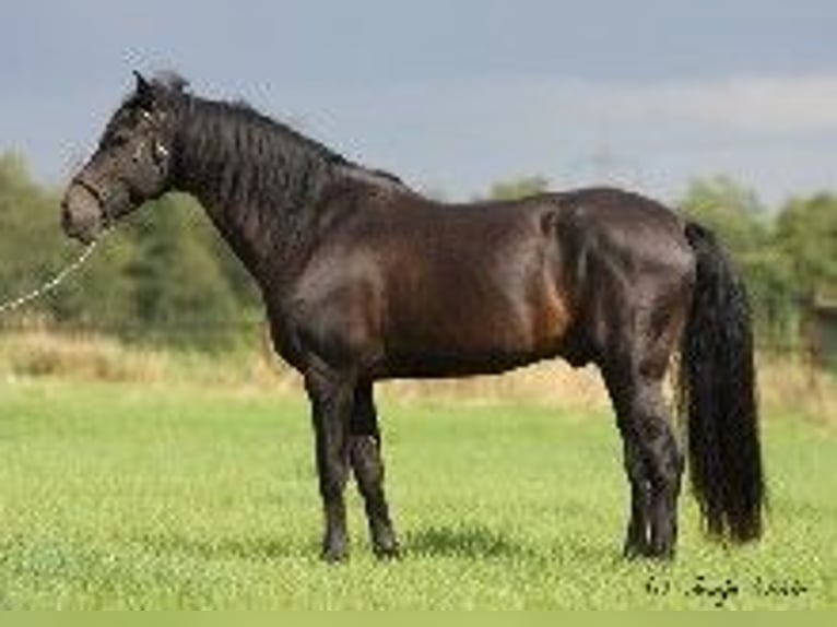 PRE Hengst Zwartbruin in J&#xFC;lich