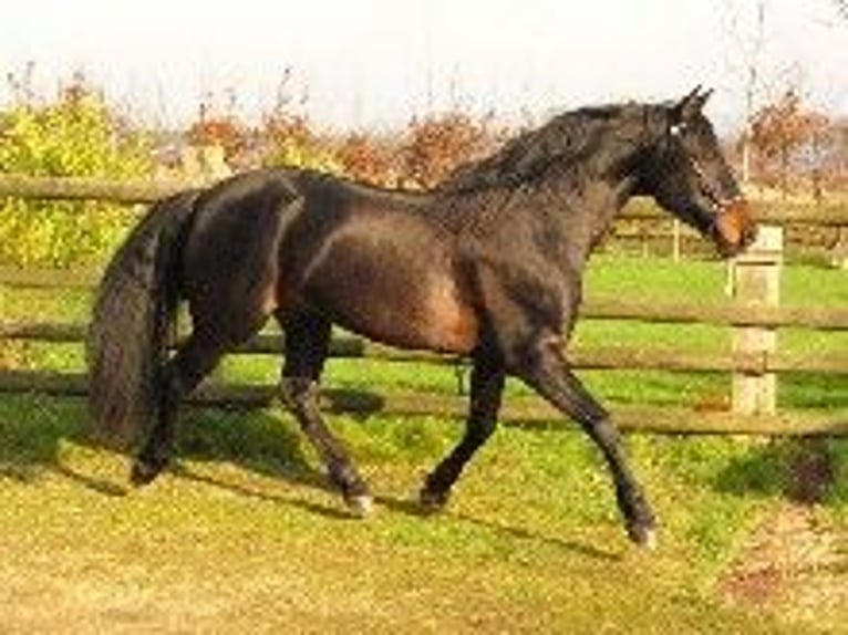 PRE Hengst Zwartbruin in J&#xFC;lich