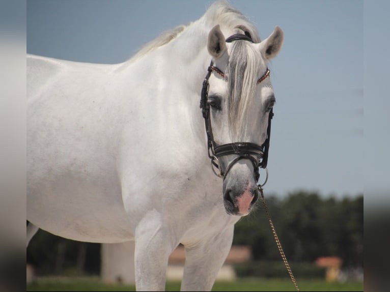 PRE Hingst 12 år 164 cm Grå in Zolling