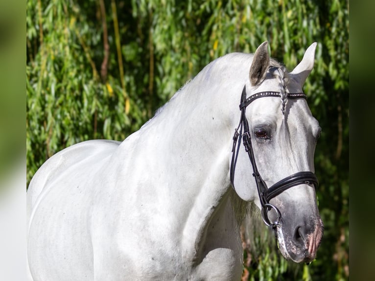 PRE Hingst 12 år 164 cm Grå in Zolling