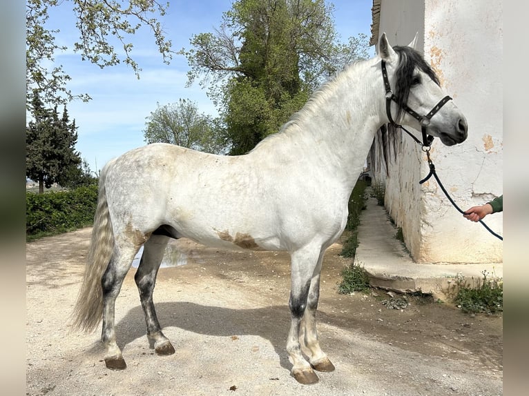 PRE Blandning Hingst 13 år 154 cm Grå in Baza