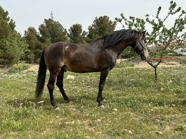 PRE Hingst 13 år 159 cm Black in Huescar