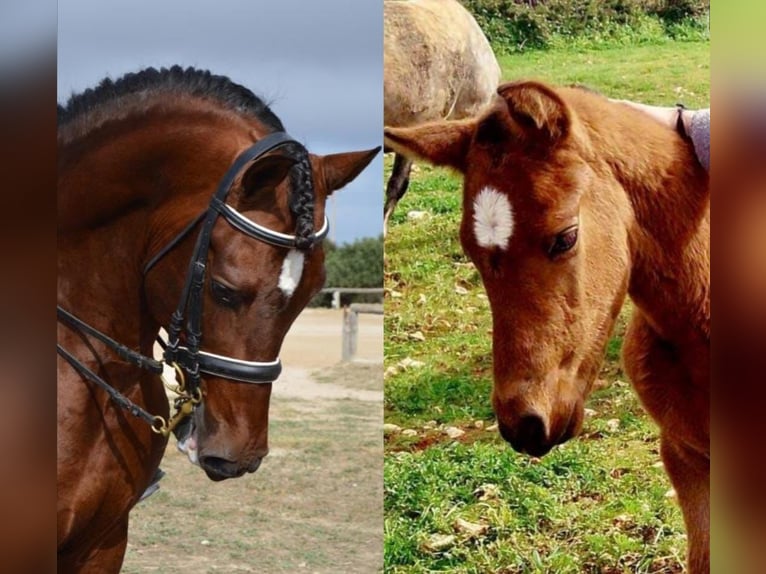 PRE Hingst 13 år 164 cm Brun in Barcelona