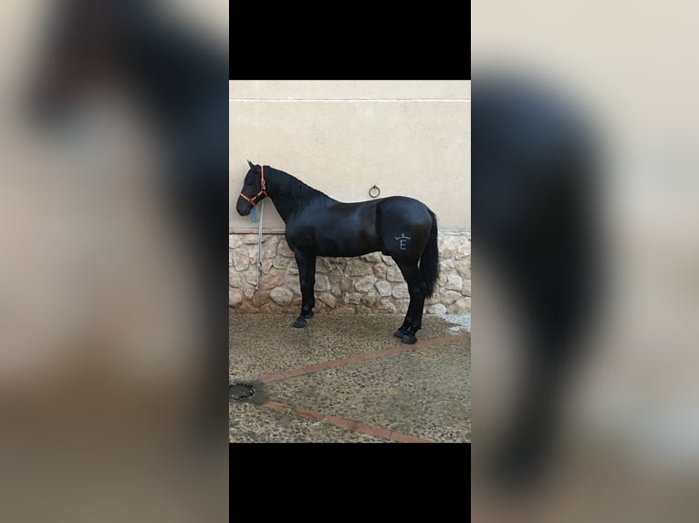 PRE Blandning Hingst 13 år 168 cm Mörkbrun in Ciudad Real