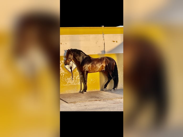 PRE Blandning Hingst 13 år 180 cm Mörkbrun in Valencia