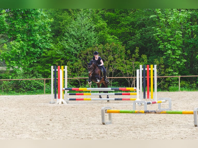 PRE Hingst 14 år 160 cm Brun in Roßdorf