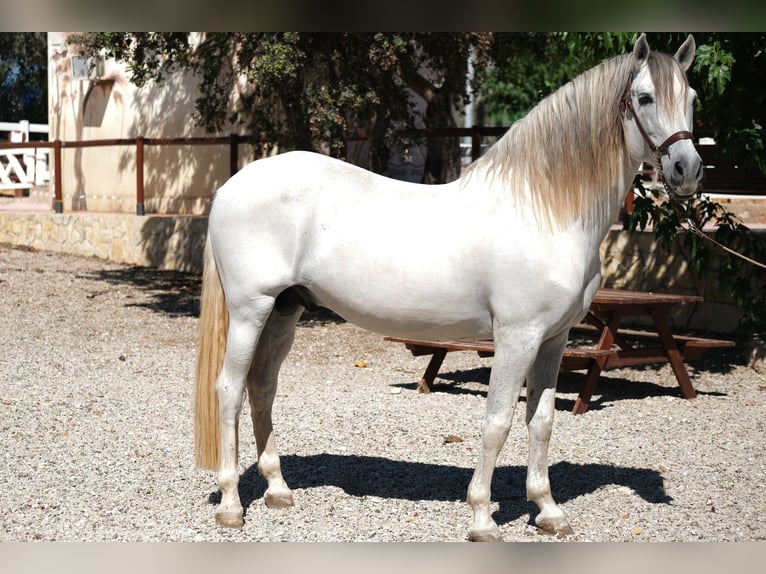 PRE Blandning Hingst 14 år 160 cm Grå in Hamburg