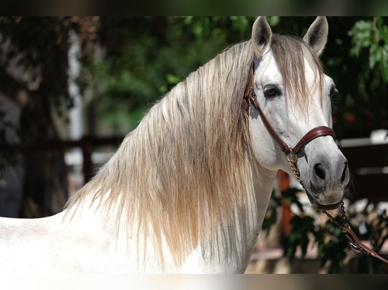 PRE Blandning Hingst 14 år 160 cm Grå in Hamburg