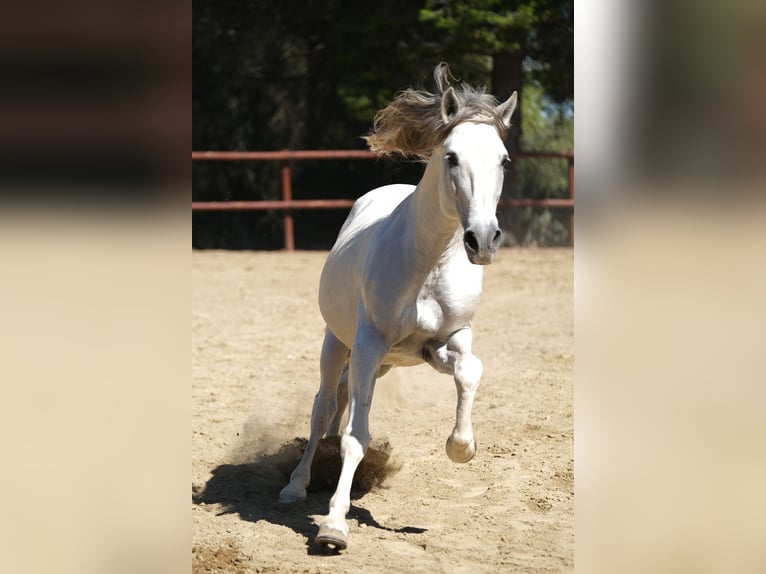 PRE Blandning Hingst 14 år 160 cm Grå in Hamburg