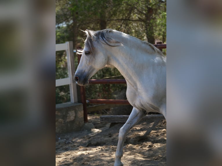 PRE Blandning Hingst 14 år 160 cm Grå in Hamburg