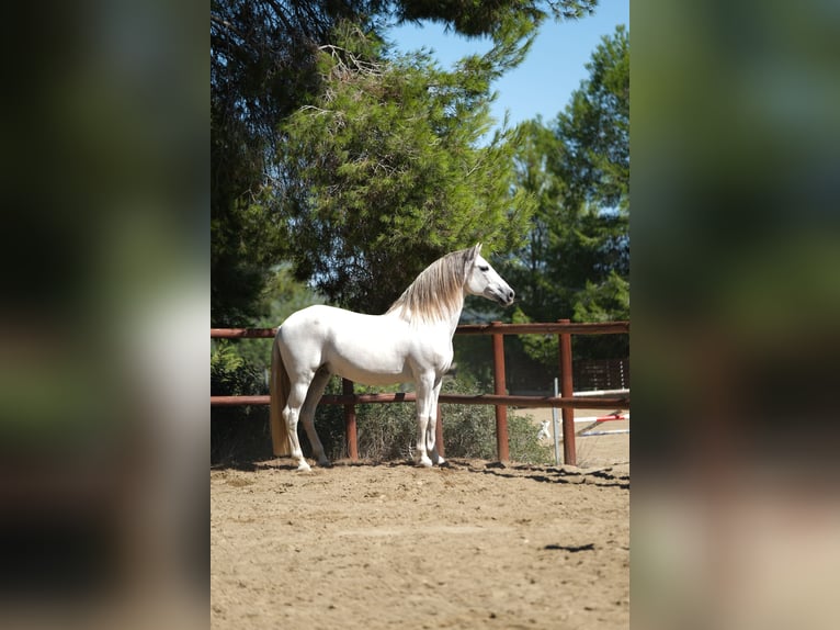 PRE Blandning Hingst 14 år 160 cm Grå in Hamburg