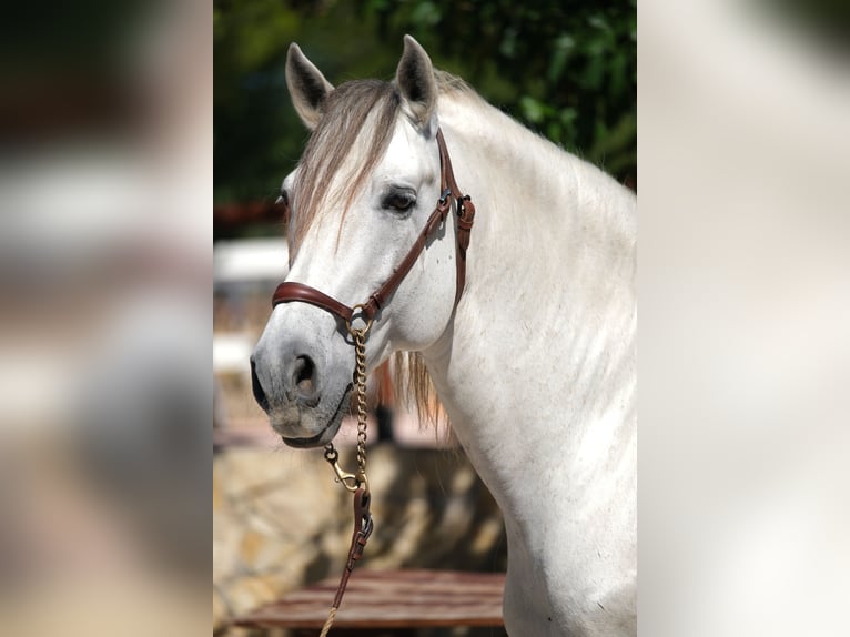 PRE Blandning Hingst 14 år 160 cm Grå in Hamburg