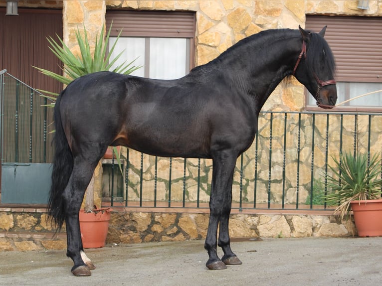 PRE Hingst 14 år 168 cm Rökfärgad svart in Oliva De La Frontera