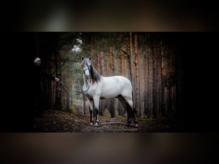 PRE Hingst 16 år 164 cm Grå-flugskimmel in Leipe