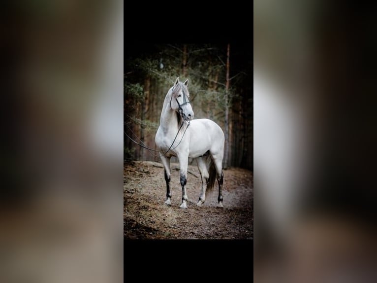 PRE Hingst 16 år 164 cm Grå-flugskimmel in Leipe