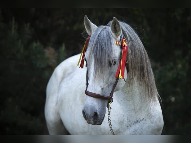 PRE Hingst 16 år 164 cm Grå-flugskimmel in Leipe