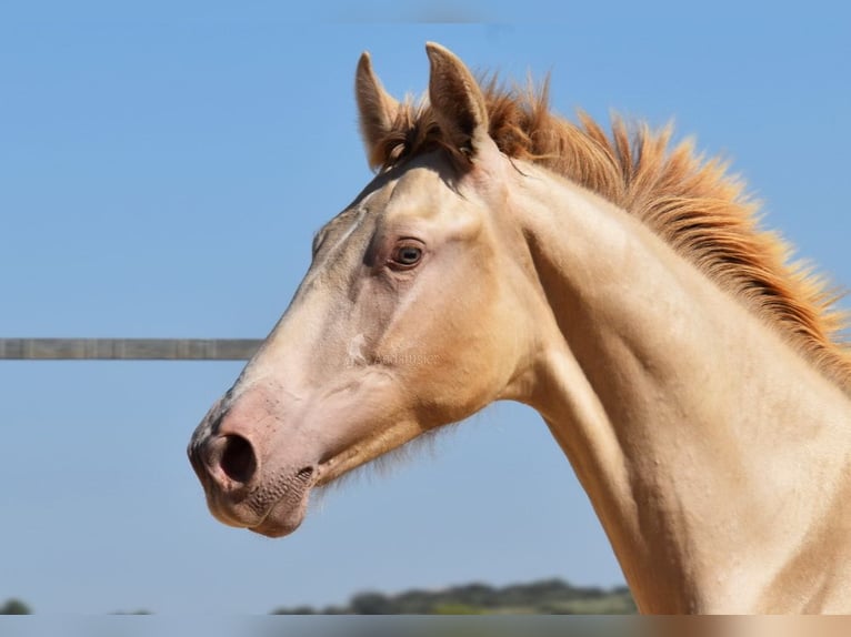 PRE Hingst 1 år 145 cm Pärla in Provinz Cordoba