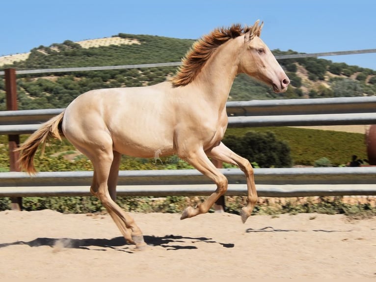 PRE Hingst 1 år 145 cm Pärla in Provinz Cordoba