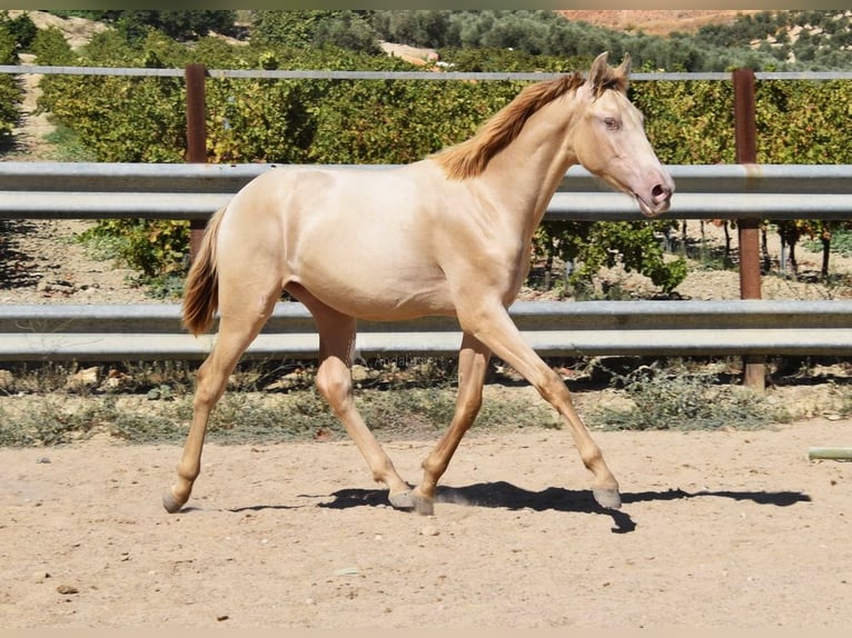 PRE Hingst 1 år 145 cm Pärla in Provinz Cordoba