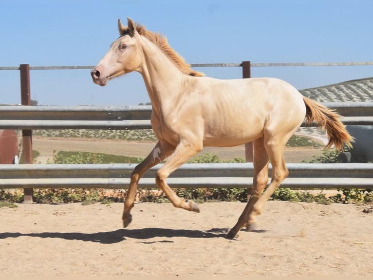 PRE Hingst 1 år 145 cm Pärla in Provinz Cordoba